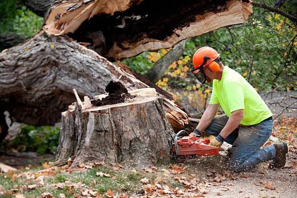 Why Choose Our Tree Removal Services in Connelly Springs, NC?